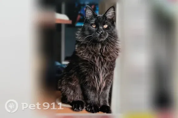 Chat perdu, Beaumont-le-Roger, Normandie, Paris — mâle castré, très sociable - photo