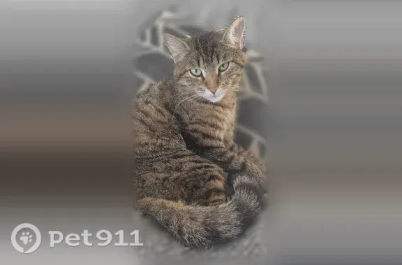 Chat perdu, Paris — femelle tigrée aux yeux verts - photo