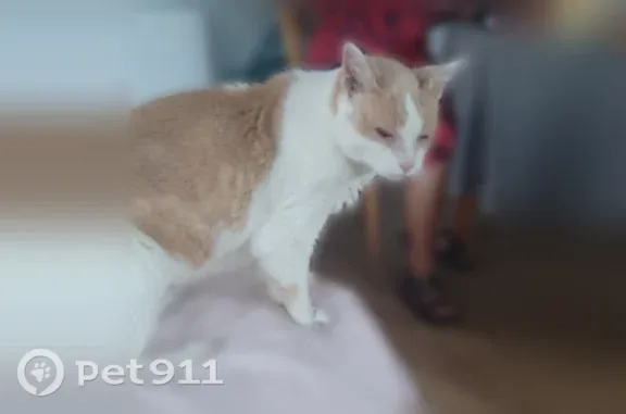 Chat perdu mâle, Rue du Parc de l'Estey, La Teste-de-Buch, Bordeaux - 18 ans, craintif - photo