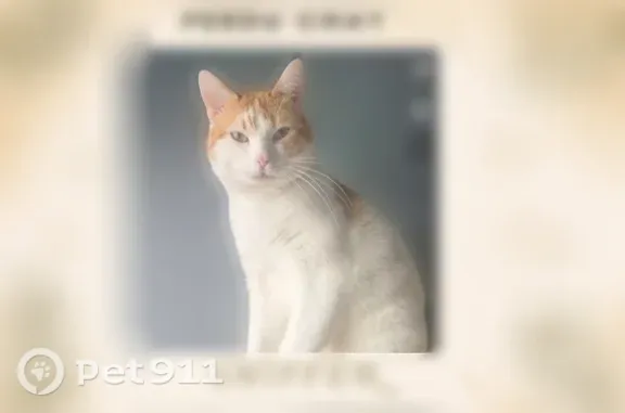 Chat perdu mâle, Rue de l'Ancien Octroi, 31, Vesoul - blanc et jaune - photo