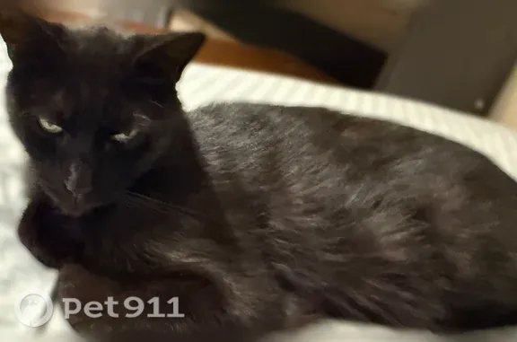 Lost and found pets Fresno, photo: Missing cat Male, Fresno (usl543177)