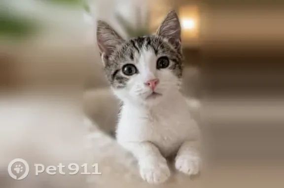 Chat disparu Garçon, Lyon (fl598639) - photo