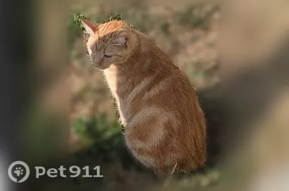 Chat perdu mâle, Rue de Chambéry, Villenave-d'Ornon - roux et tigré - photo