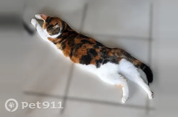 Chat perdu, femelle, Route de Lyon, 12, Grenoble - chatte tricolore - photo
