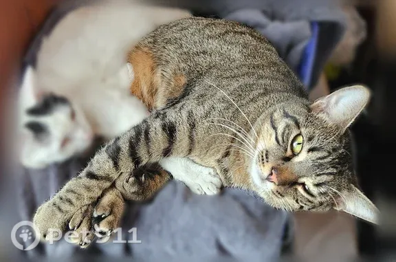 Chat perdu, Paris - mâle, très câlin, grandes moustaches - photo