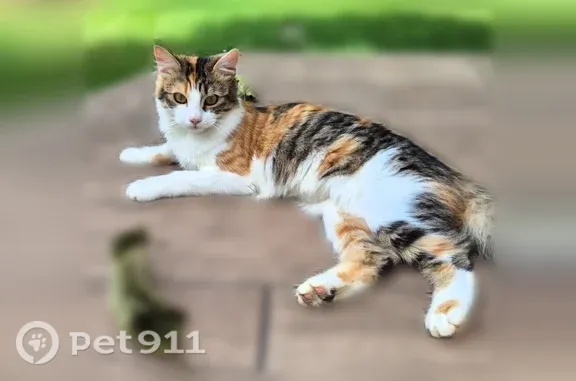 Chat perdu femelle, Chemin de Marssaou, 325, Orthez - chatte isabelle, queue touffue - photo