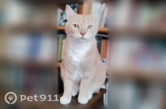 Chat perdu mâle, Rue Gaulthier de Rumilly, 185, Amiens - jeune, roux clair, pucé - photo