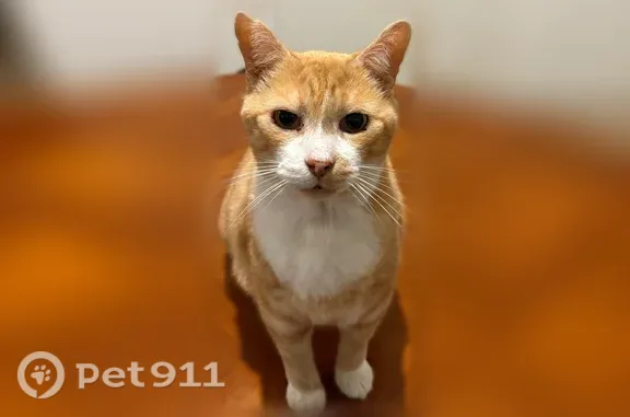 Chat perdu mâle, Boulevard de Verdun, 1, Rennes - 10 ans, amaigri - photo