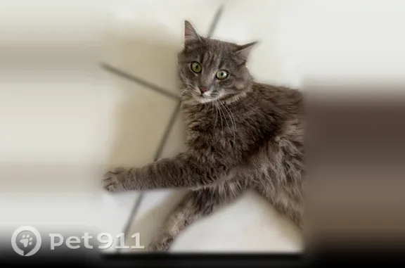 Chat perdu mâle, Rue de Gonon, 11, La Voulte-sur-Rhône, Paris - gris bleu à poil un peu long - photo