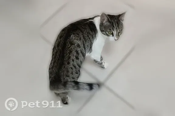 Chat perdu, Rue des Sables, 22, Morangis - femelle - photo