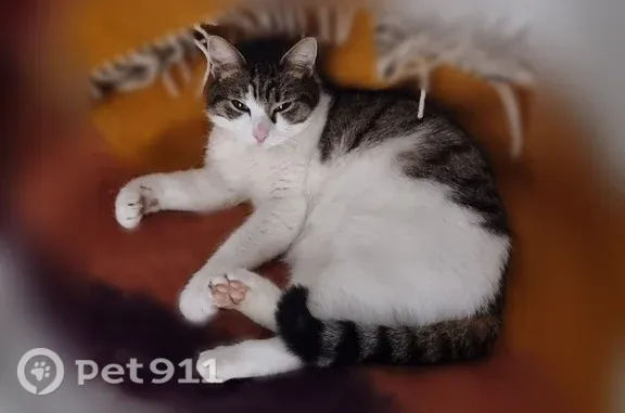Chat perdu, Rue Paul-Émile Pissarro, 1, Clécy - femelle, chatte tigrée blanche, peureuse - photo