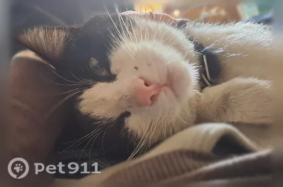 Chat perdu, Rue Saint-Roch, 80, Amiens — mâle pucé, bout de la queue cassé - photo