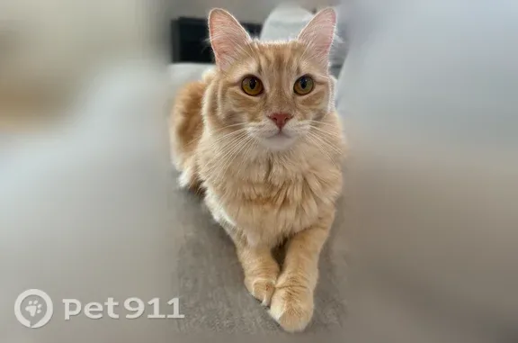Lost cat, West 15th Street, 2700, Los Angeles - male, long light orange/cream fur - photo