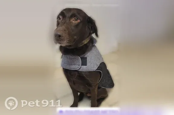 Lost pets Santa Ana, photo: Lost dog, South Van Ness Avenue, 3613, Santa Ana — senior, very friendly