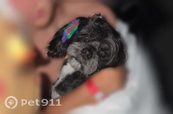 Lost dog, South 9th Terrace, 2835, Kansas City - female Lhasa apso - photo