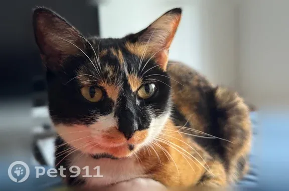 Lost cat, Walker Street, 257, Randolph - female, calico, skinny and lanky - photo