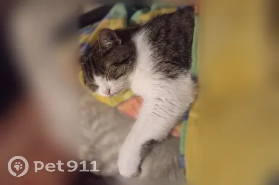 Chat perdu, Grand'Rue, 112, Poitiers - femelle, petite taille - photo