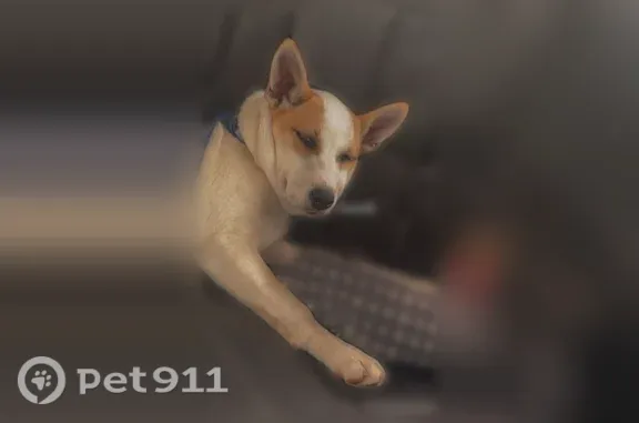 Lost dog, Creola, Alabama, Saraland - female, light blue eyes - photo