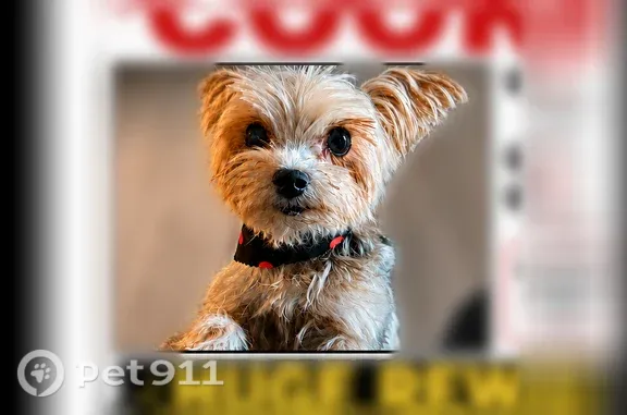 Lost dog, Le Harve Avenue, 607, Lake Elsinore - small Yorkie, grey and cream - photo