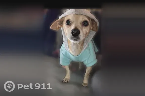 Lost dog, Mississippi 363, 3725, Saltillo - tan - photo