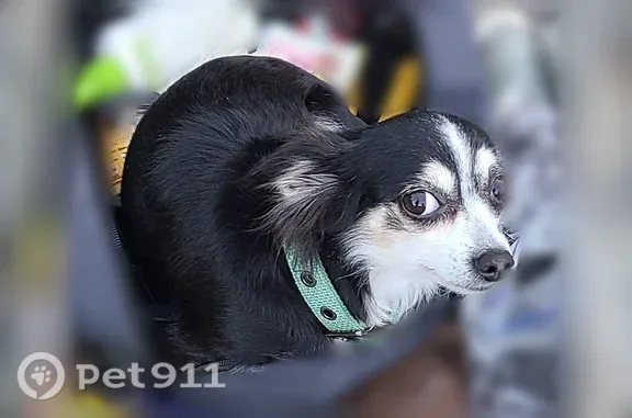 Lost dog, Goose Ranch Road, Lewiston — female long-haired Chihuahua mix - photo