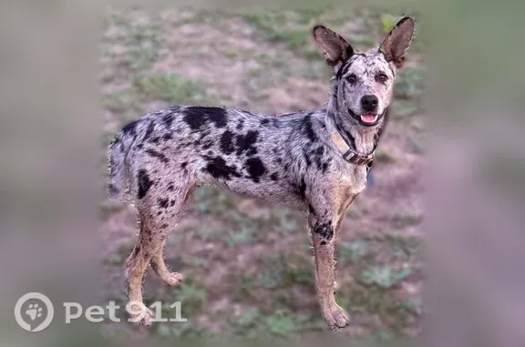 Lost and found pets Whitewright, photo: Lost dog, Farm to Market Road 697, 8398, Whitewright - female, turquoise collar with rabies tag