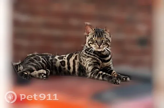 Animaux trouvés Sains-en-Gohelle, photo: Trouvé chat, Rue Emond, Liévin, Sains-en-Gohelle – type Bengal, sans collier