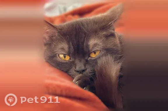 Animaux perdus Pontoise, photo: Chat perdu femelle, Rue du Mail, 8, Saint-Ouen-l'Aumône, Pontoise