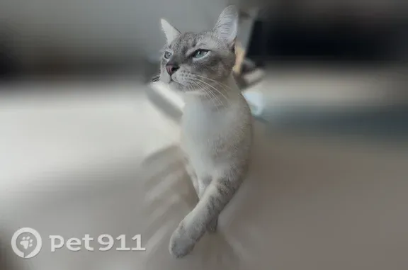 Lost pets Santa Ana, photo: Lost cat, West Segerstrom Avenue, 2760, Santa Ana - Lynx Point Siamese, grey rings on tail and legs