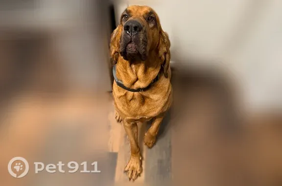 Lost and found pets Middletown, photo: Lost dog, Trenton Franklin Road, 4715, Middletown — very friendly, neutered