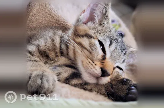Chat perdu mâle, Rue du Percé-Neige, 35, Paris — chaton tigré de 3 mois - photo