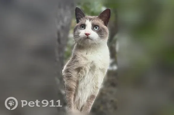 Chat perdu mâle, Chemin du Vallon des Mayans, Les Pennes-Mirabeau - craintif avec les personnes inconnues - photo