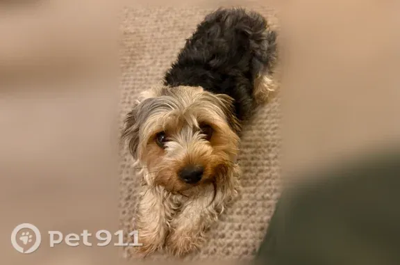 Lost and found pets Whiting, photo: Found dog, Roberts Avenue, 1603, Whiting — male, young