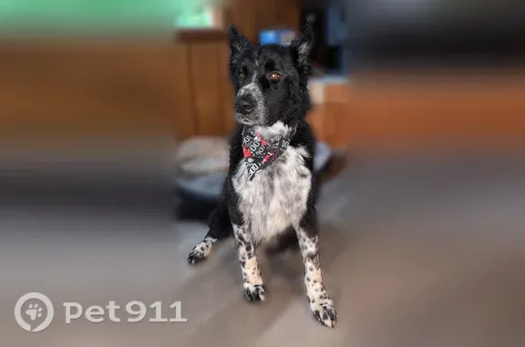 Missing dog Chinook, photo: Lost dog, U.S. 2, 40480, Chinook - male, chipped