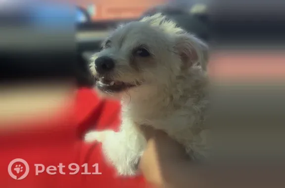 Lost and found pets Arlington, photo: Found dog, Chicago, Illinois