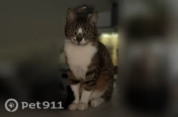 Chat perdu mâle, Le Fénelon, Toulon - photo