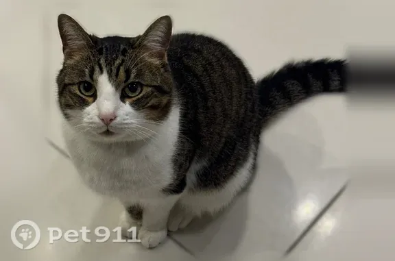 Chat perdu mâle, Avenue Pierre Curie, 26, Tremblay-en-France - tache sur la patte et les coussinets - photo