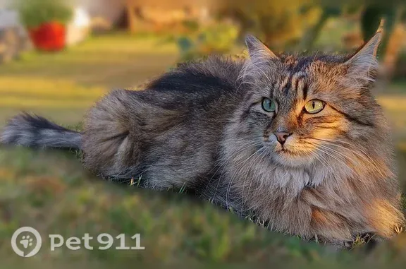 Chat perdu mâle, Avenue Paul Louis Jacques, Le Mans - grand, très touffu, yeux verts - photo