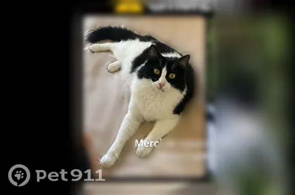 Perdu chat mâle, Chemin de l'Homme, Gimeux, Paris - grand, poils longs, tache sous la bouche - photo