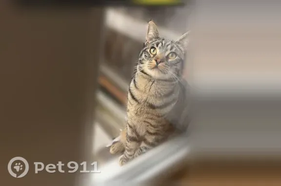 Chat perdu mâle, Rue de l'Octroi, 4, Armentières — tigré brun/gris - photo