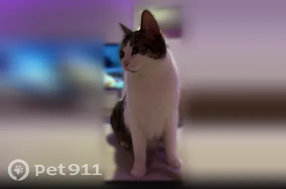 Chat perdu, Rue Raoul Briquet, 6, Courcelles-lès-Lens, Leforest - femelle, tache blanche sur le dos - photo