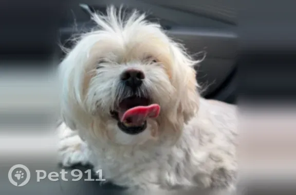 Lost pets Orlando, photo: Lost dog, West Fairbanks Avenue, 971, Orlando
