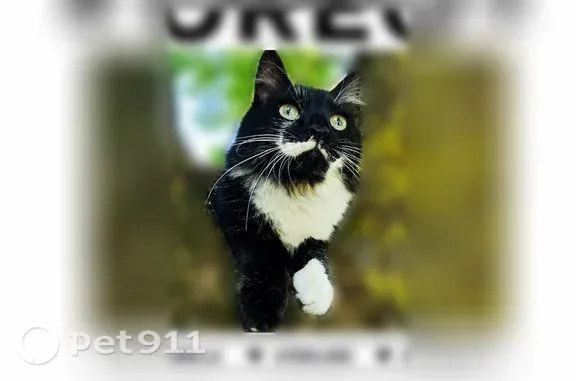 Chat perdu, Route de Bigard, Nassandres sur Risle, Pornic - femelle, poil long - photo