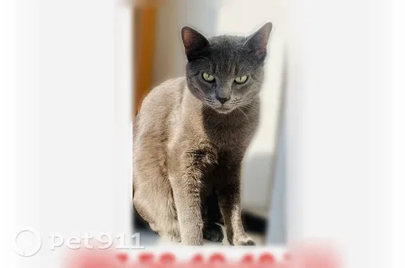 Chat perdu mâle, Toulouse - photo