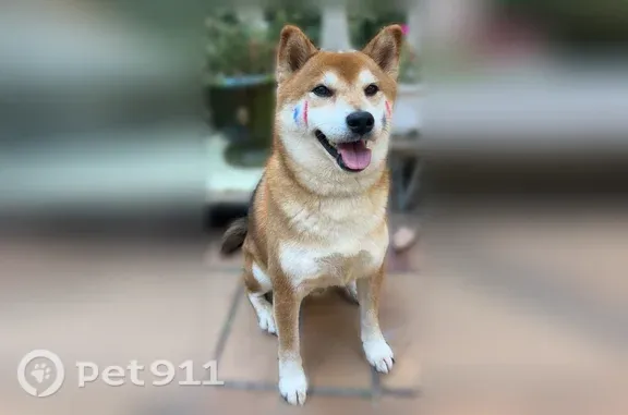 Chien perdu mâle, Chemin de la Roquette, 239, Roquebrune-sur-Argens - Shiba-inu roux - photo