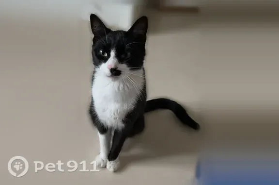 Chat perdu mâle, Avenue de Soufflenheim, 20, Ambazac, Lyon - castré, svelte - photo