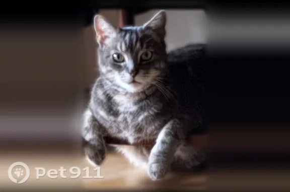 Chat perdu mâle, Rue de Brazza, Rouen, Vernon - gris blanc, totalement sourd - photo