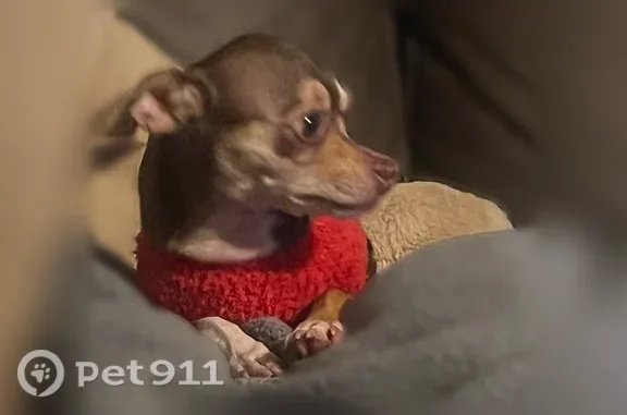 Lost pets Phoenix, photo: Lost dog, Phoenix, Arizona - small male chihuahua with a white neck stripe