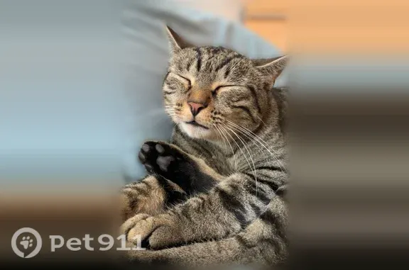 Chat perdu, Asnières-sur-Seine, photo: Chat perdu mâle, Rue Rabelais, 14, Asnières-sur-Seine — gris tigré, très sociable