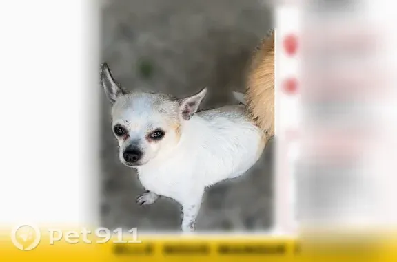 Chien perdu femelle, Rue du Neubourg, 7, Elbeuf - chihuahua blanche, très peureuse - photo